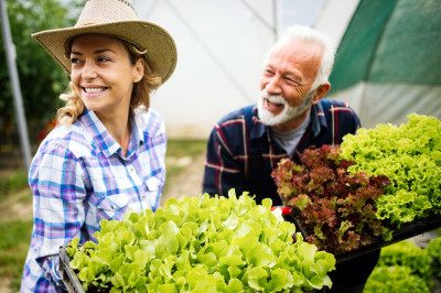 Best Summer Garden Additions For Your Virginia Beach Home