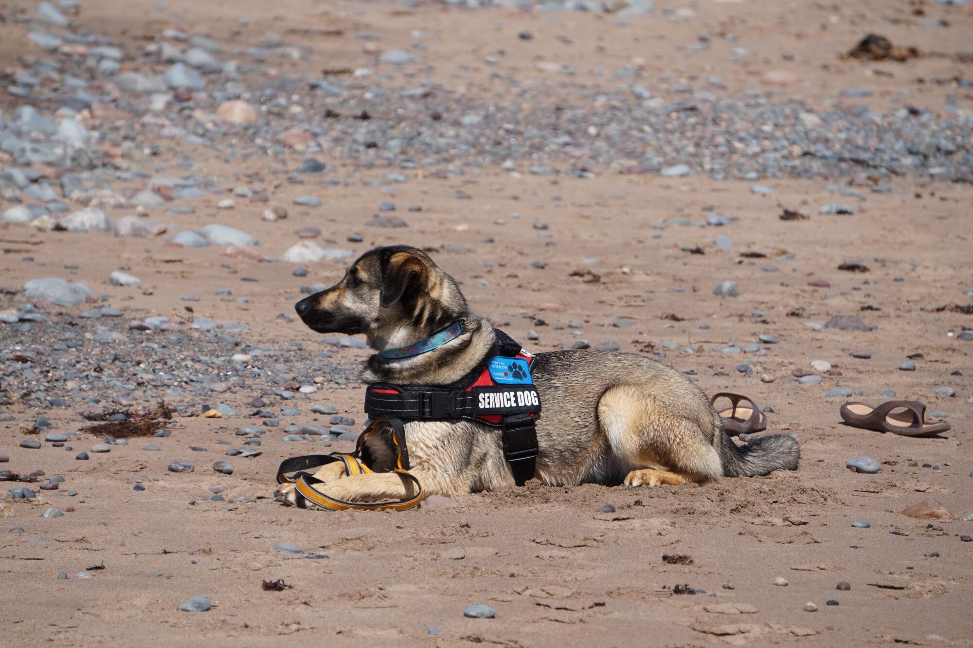 What Is the Difference Between Service, Emotional Support Animals and Pets